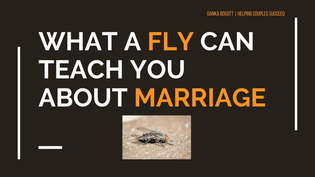 what a fly can teach you about marriage